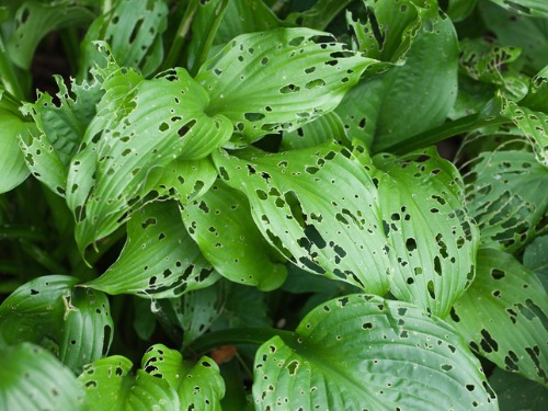 Die Lösung gegen Schädlinge sind Nützlinge